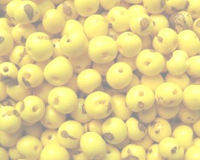 Açaí super premium - Amarelo bebê - 500 sementes